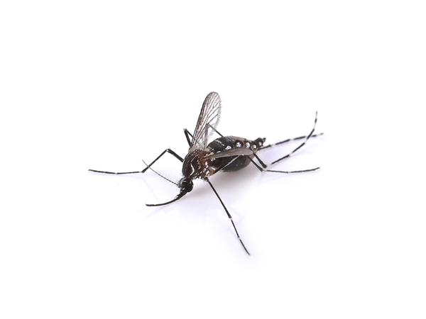 Mücke: Bakterium Wolbachia verhindert Virenübertragung.