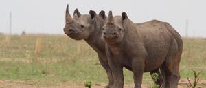 Breitmaulnashörner auf dem Gebiet der privaten Nashornaufzucht von J. Hume in Südafrika. Die Naturschutzorganisation African Parks hat das größte Nashornzucht-Projekt der Welt erworben. 