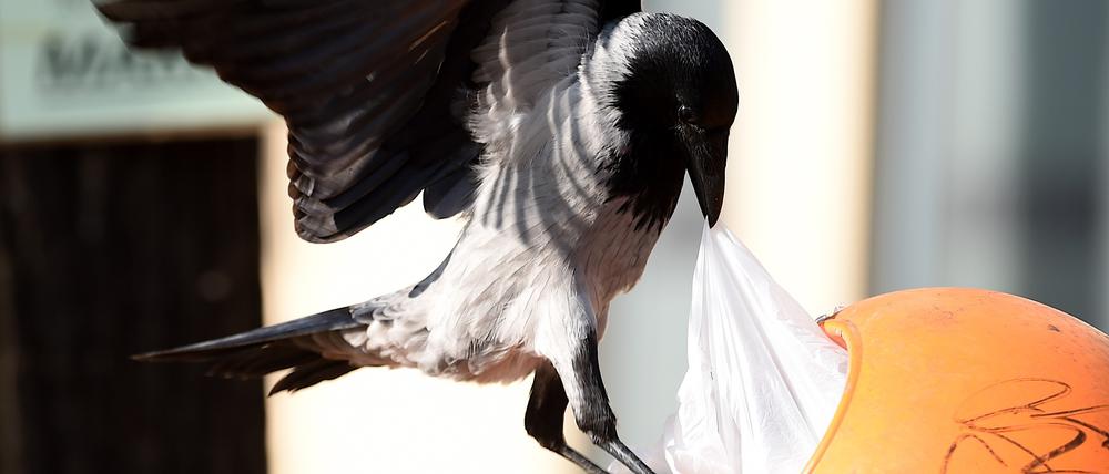 Eine Nebelkrähe zieht mit ihrem Schnabel eine Plastiktüte aus einem Mülleimer. 