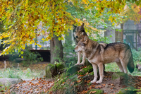 Gefährdet. Manche Wölfe werden grausam geköpft oder erwürgt. Foto: Julian Stratenschulte/dpa/picture alliance