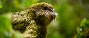 Vier männliche Kakapos seien am Mittwoch von der Insel Codfish Island in die Waikato-Region auf der Nordinsel gebracht worden, teilte das Department of Conservation mit. 