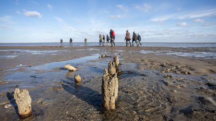 Im Wattenmeer vor der dänischen Insel Röm sind jede Menge Austern zu finden.