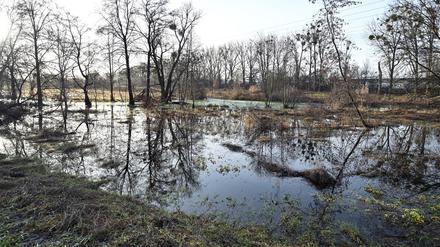 Die Nuthewiesen bei Potsdam sind einige der wenigen Gebiete Brandenburgs, die stärker vom Hochwasser betroffen sind.