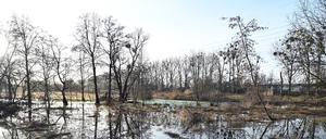 Die Nuthewiesen bei Potsdam sind einige der wenigen Gebiete Brandenburgs, die stärker vom Hochwasser betroffen sind.