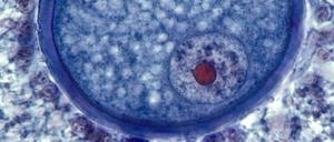 In einer Eizelle ist der Zellkern (unten rechts) und der darin enthaltene Nukleolus (rot angefärbt) besonders gut zu erkennen. 