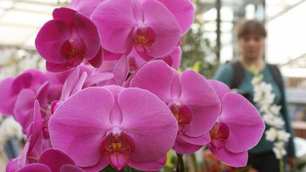 Orchideenausstellung im Botanischen Garten