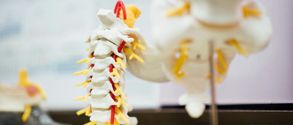 Schmerzen an der Wirbelsäule können auf Osteoporose hindeuten. Ein neues Ultraschallverfahren soll frühere Prävention ermöglichen.