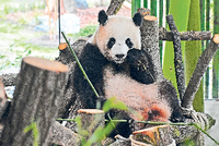 Pandabärin Meng-Meng Foto: Paul Zinken/dpa