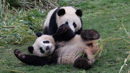 Die beiden jungen Pandas Pit und Paule im Zoo Berlin spielen ausgelassen miteinander in ihrem Gehege. +++ dpa-Bildfunk +++
