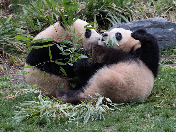 Ebenfalls mit Bambus verlustieren sich die Pandas Pit und Paule im Zoo.