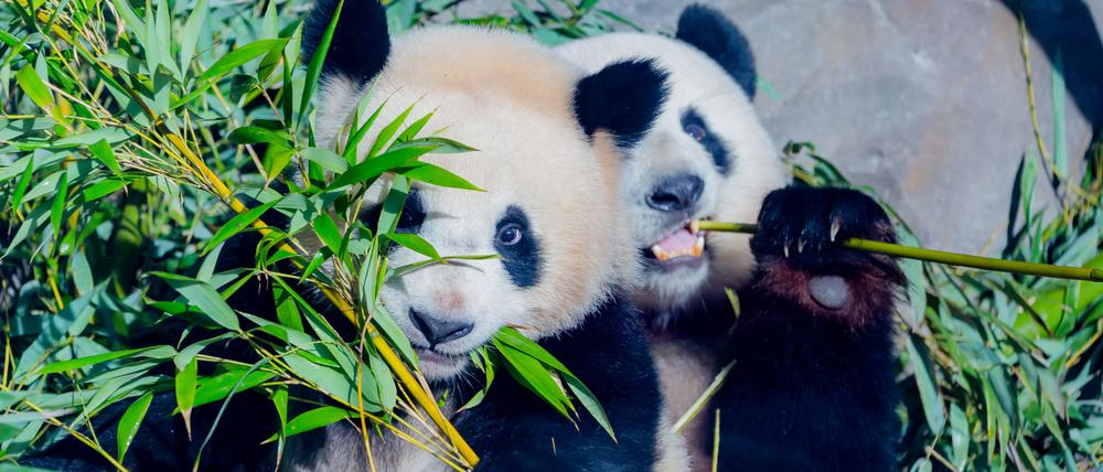 Einseitige Ernährung: Pandabären wie Paule und seine Mutter Meng Meng im Berliner Zoo, stecken in einer Sackgasse der Evolution. 