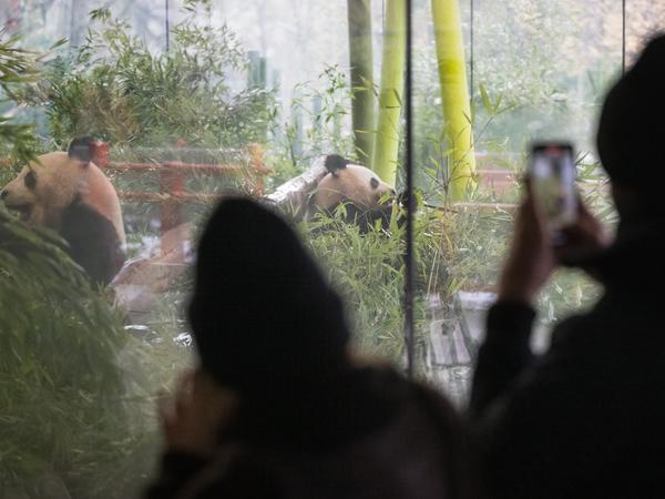 Die vierjährigen Pandabären-Zwillinge Pit und Paule aus dem Berliner Zoo ziehen Mitte Dezember nach China um. 