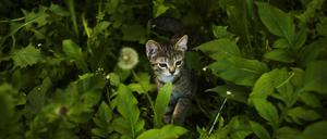 Gefährlicher Jagdgenuss: Wissenschaftler vermuten, dass Katzen sich über infizierte Mäuse mit dem Rustrelavirus anstecken können.