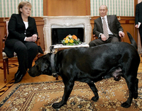 Koni, der schwarze Labrador von Russlands Präsident Wladimir Putin, läuft an Bundeskanzlerin Angela Merkel vorbei - Putin wusste um Merkels Hundeangst. Foto: picture alliance/dpa/epa