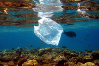 Plastiktüten im Meer Foto: Mike Nelson/epa/dpa-tmn