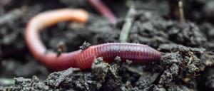 Kompostwürmer haben wie alle Regenwürmer kurze Borsten am Körper, mit denen sie sich durch den Untergrund schieben können.