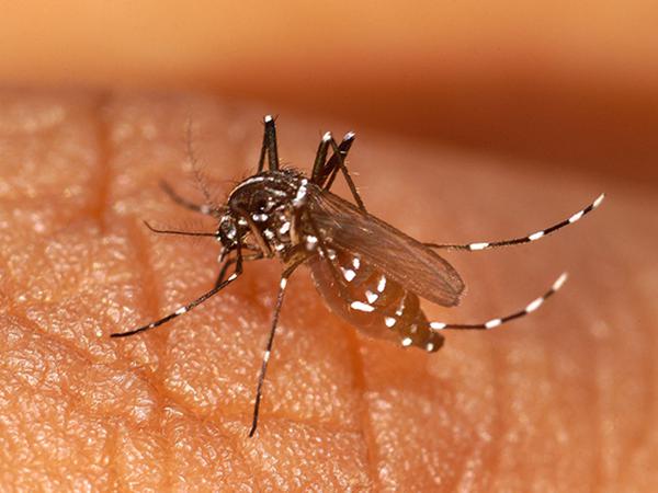 Tigermücken übertragen Chikungunya, Denguefiebe und auch das West-Nil-Virus