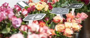Rund 330 Millionen Rosen kommen jährlich aus Kenia, Sambia und Äthiopien nach Deutschland.