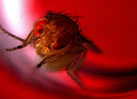 Eine Fliege in rotem Licht Foto: Avi Jacob, BIU