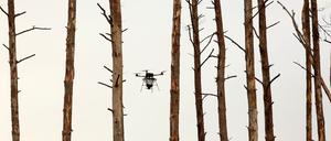 Neuer Wald aus der Luft: Saatgutabwurf per Drohne soll Wiederaufforstung nach Waldbrand befördern.