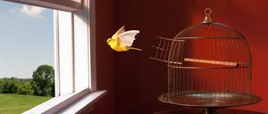 Ein Vogel verlässt den Käfig und steuert den blauen Himmel hinter dem offenen Fenster an. Er lässt das Gewohnte hinter sich, lässt los.