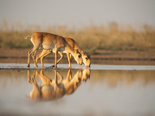 Die Zahl der Saiga-Antilopen hat durch international koordinierte Schutzbemühungen zuletzt zugenommen.