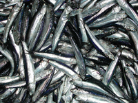 Die Sardellen (Engraulis ringens) werden fast ausschließlich zur Herstellung von Fischmehl und Fischöl verwendet, die wichtige Bestandteile von Futtermitteln für Aquakulturen und Nutztiere sind. Foto: Arnaud Bertrand, IRD