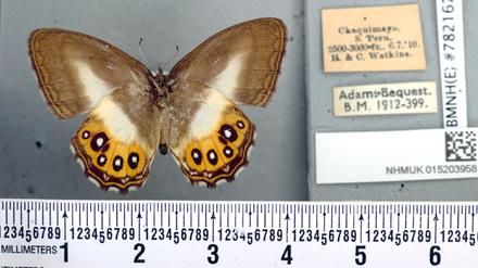 Ein Foto des Naturhistorischen Museums zeigt einen Schmetterling einer neuen Gruppe, die nach dem Herr-der-Ringe-Bösewicht Sauron benannt worden ist. 