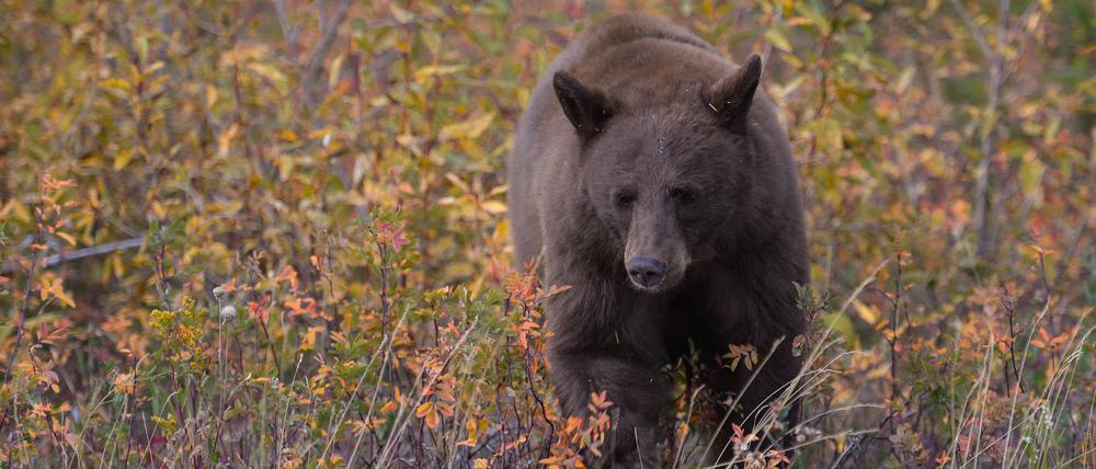 Ein Schwarzbär in einem Nationalpark In Kanada (Symbolbild).
