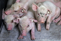 Im Bundesrat soll es heute um die Schweinehaltung gehen. Foto: Friso Gentsch/dpa