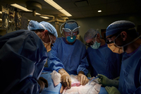 Ein Chirurgenteam hat an einer Klinik der New York University eine Schweineniere mit dem Blutkreislauf einer Verstorbenen verbunden. Es arbeitete 54 Stunden, bevor die Ärzte das Experiment beendeten. Foto: Joe Carrotta/NYU Langone Health/AP/dpa