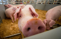 Hauptsache billig: Sauen sitzen in einem Schweinestall in Boxen auf einem Spaltenboden. Foto: dpa