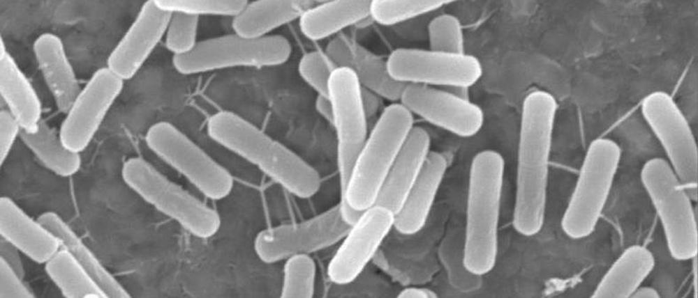 Das Urzeit-Bakterium wurde der Gattung von Bacillus sphaericus zugeordnet.