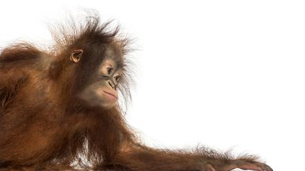 Bedrohte Art: ein junger Orang-Utan.