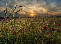 Mohn- und Kornblumen im Sonnenuntergang an einem Feldrand nahe Petersdorf im Landkreis Oder-Spree (Brandenburg). Foto: picture alliance / dpa