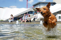 Die Hitze war am Wochenende auch in Berlin zu spüren. Ein Hund namens Coco springt im Brunnen unterhalb des Fernsehturms einem Stein hinterher. Foto: Jörg Carstensen/dpa