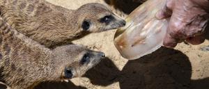 Mit einer kühlen „Eisbombe“, gefüllt mit Obst und Würmern, werden Erdmännchen an diesem sonnigen und warmen Sommertag in ihrem Gehege im Zoologischen Garten gefüttert.