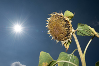 Eine verblühte Sonnenblume steht auf einem Feld. Foto: Sebastian Kahnert/dpa-Zentralbild/dpa