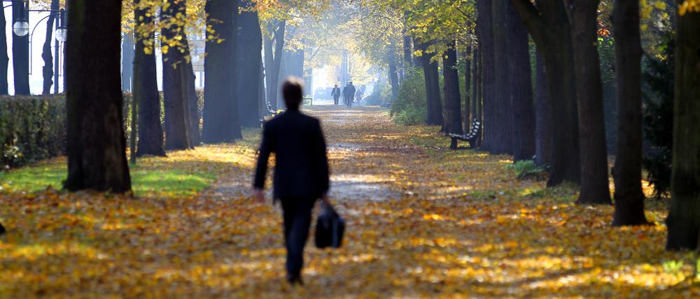 Bei strahlendem Sonnenschein geht ein Spaziergänger in Berlin durch den herbstlich verfärbten Tiergarten.