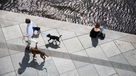 Ein Mann geht am 27.08.2017 in Berlin mit drei Hunden bei strahlendem Sonnenschein an einer am Spreeufer sitzenden Frau vorbei. 