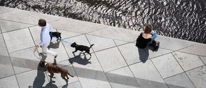 Ein Mann geht am 27.08.2017 in Berlin mit drei Hunden bei strahlendem Sonnenschein an einer am Spreeufer sitzenden Frau vorbei. 