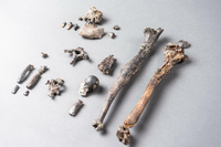 Die 21 Knochen des am besten erhaltenen Teilskeletts eines männlichen Danuvius guggenmosi wurden in einem Bachlauf der Tongrube „Hammerschmiede“ im Unterallgäu entdeckt. Foto: Christoph Jäckle/Nature/dpa