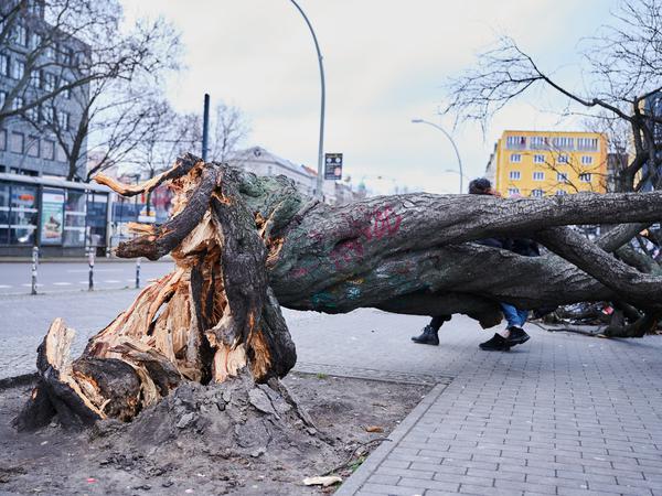 Ein Baum wurde am 19. Februar 2022 durch Sturmtief  Zeynep an der Warschauer Straße umgelegt.
