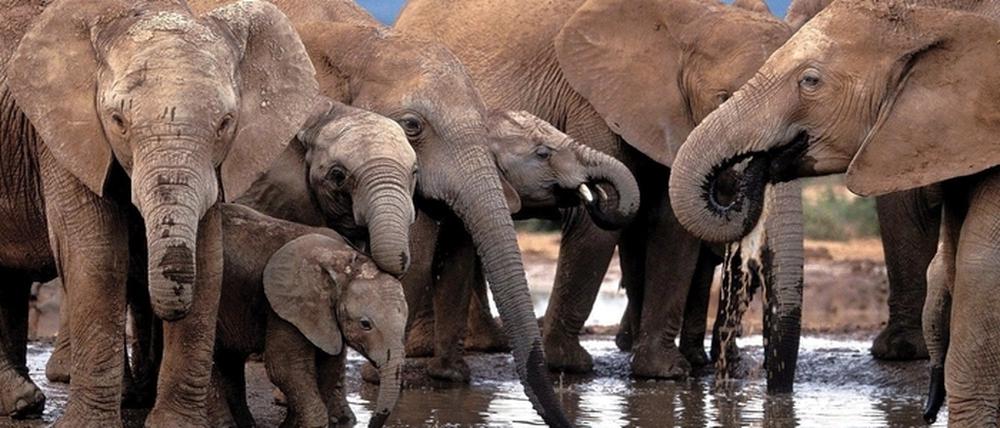 Südafrika lässt unter Auflagen wieder Elefanten-Abschüsse zu