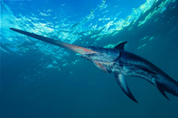 Ein imposanter Meeresbewohner. An der Südspitze Italiens wird der Schwertfisch noch auf ganz traditionelle Weise erbeutet. Foto: imago images/Marevision