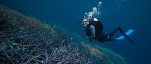 Auf Tauchgang: Taryn Fosters Mission ist es, so viele Korallen wie nur möglich zu erhalten.