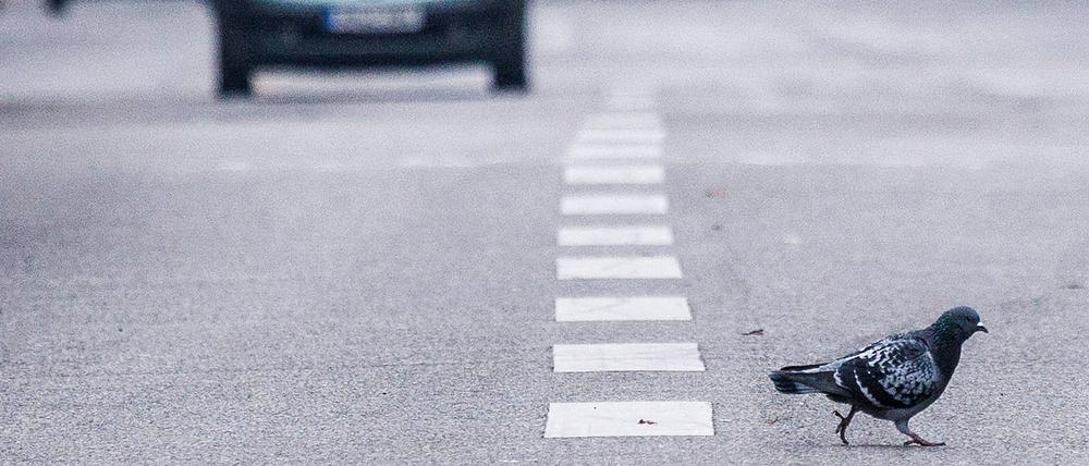 Eine Taube überquert vor Autos die Fahrbahn.
