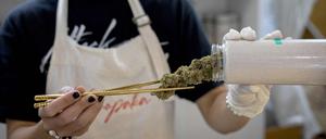 Eine Arbeiterin entfernt Cannabis-Knospen aus einem Behälter in einer Apotheke. (Symbolbild)