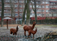 Alpakas im Zoo von Kiew am 03.03.22. Foto: REUTERS