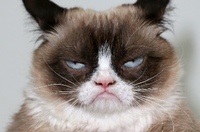 Positives Denken hat bisher weder Kriege noch Pandemien beendet. Grumpy Cat hingegen wurde mit schlechter Laune weltberühmt. Foto: David Livingston/Getty Images